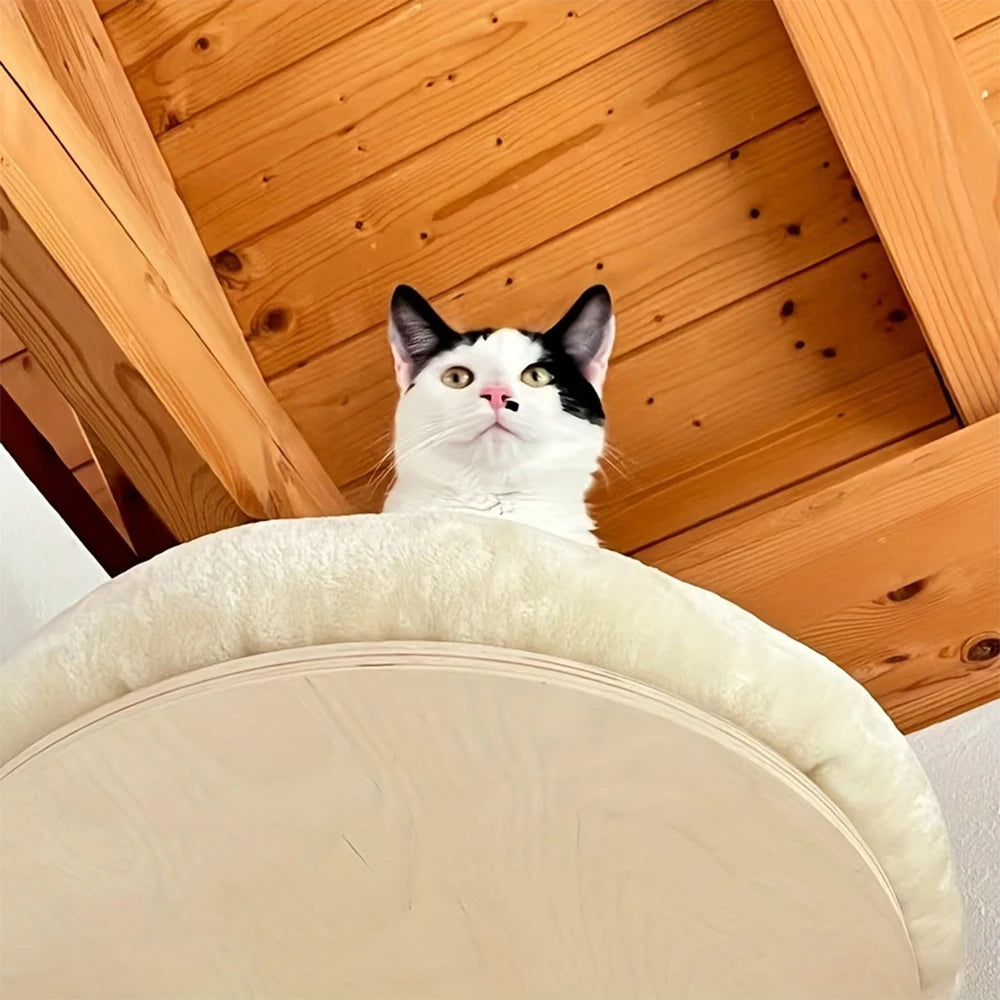 Cat Wall Mounted Furniture.