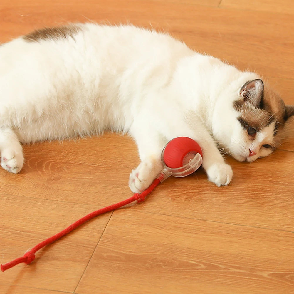 Cat Interactive Ball Toy.