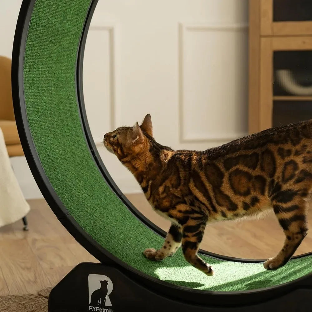 Cat Exercise Wheel.