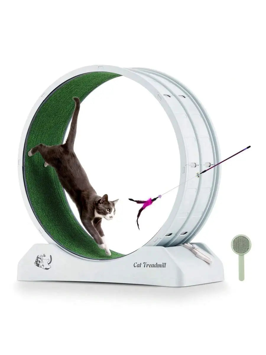 Cat Treadmill.