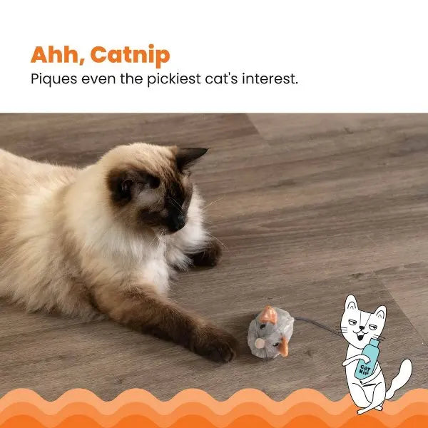 Cat Toys.