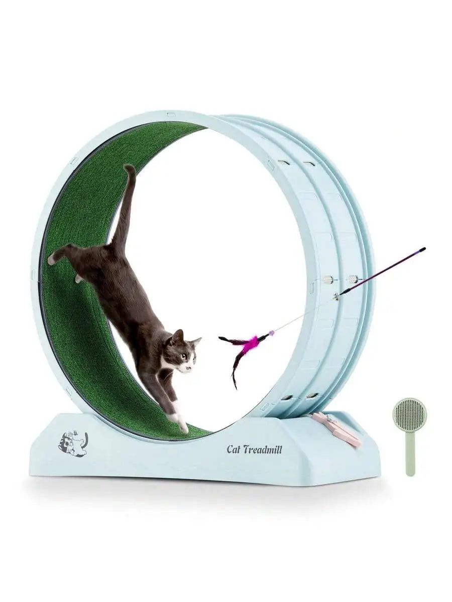 Cat Treadmill.