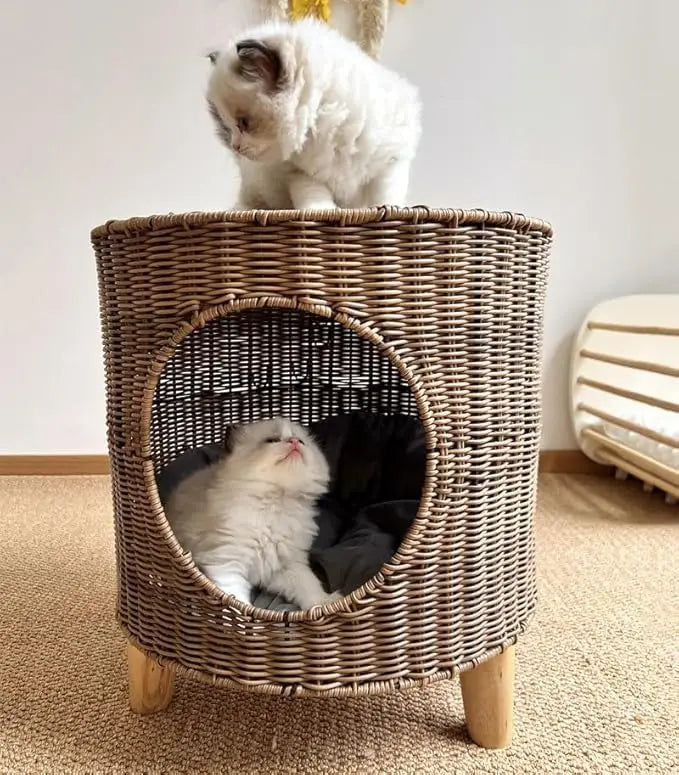 Cats Hammock.