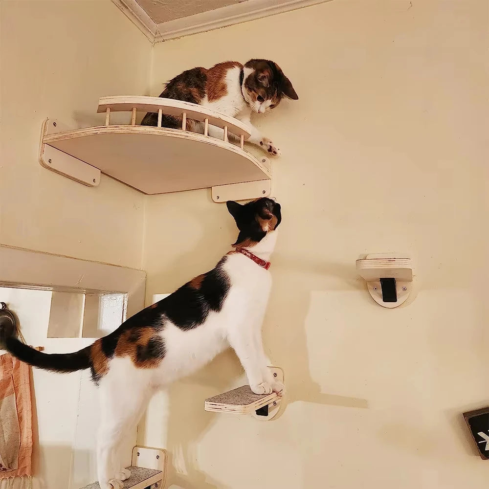 Cat Climbing Shelf Wall.