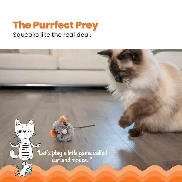 Cat Toys.