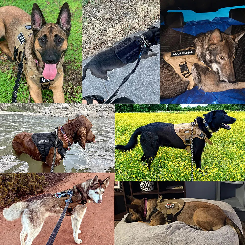 Large Dog Harness and Leash Set.