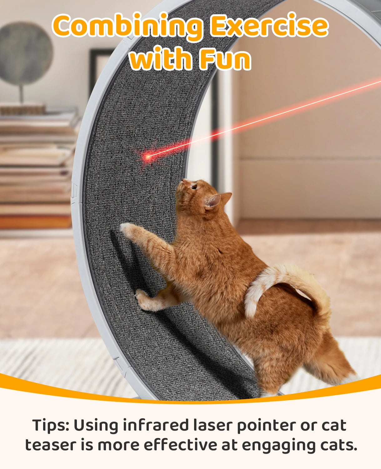 Interactive Cat Exercise Wheel.