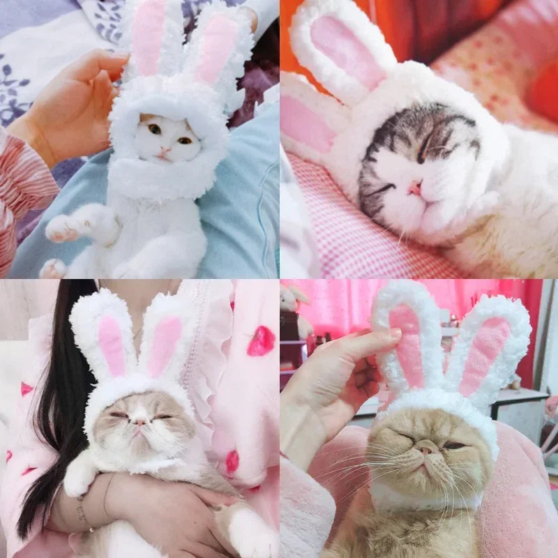 Funny Cat Headgear.
