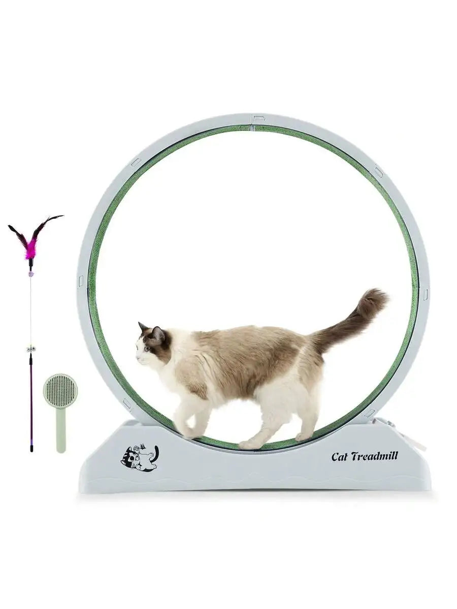 Cat Treadmill.