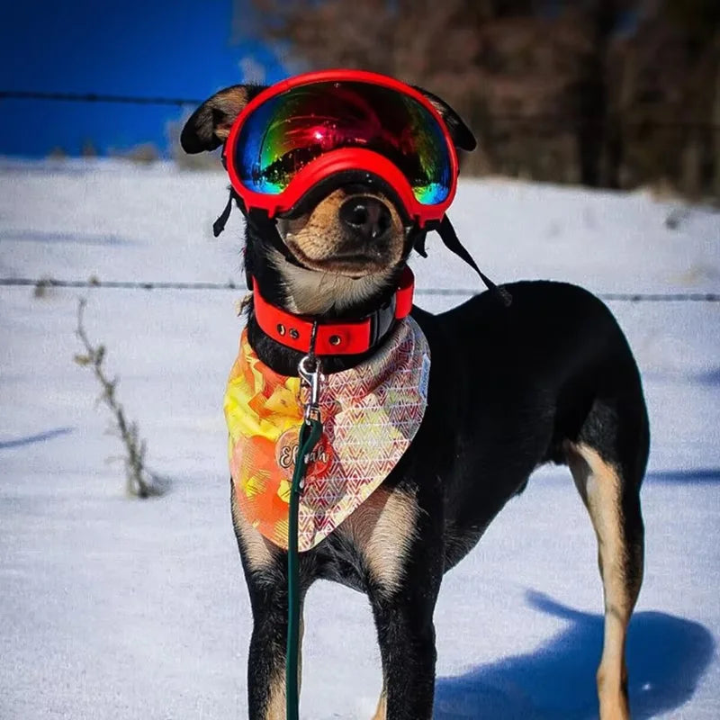 Dog Goggles.