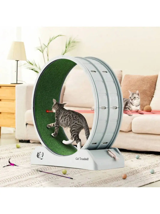 Cat Treadmill.