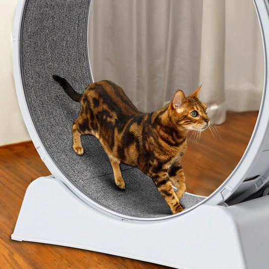 Cat Exercise Wheel.