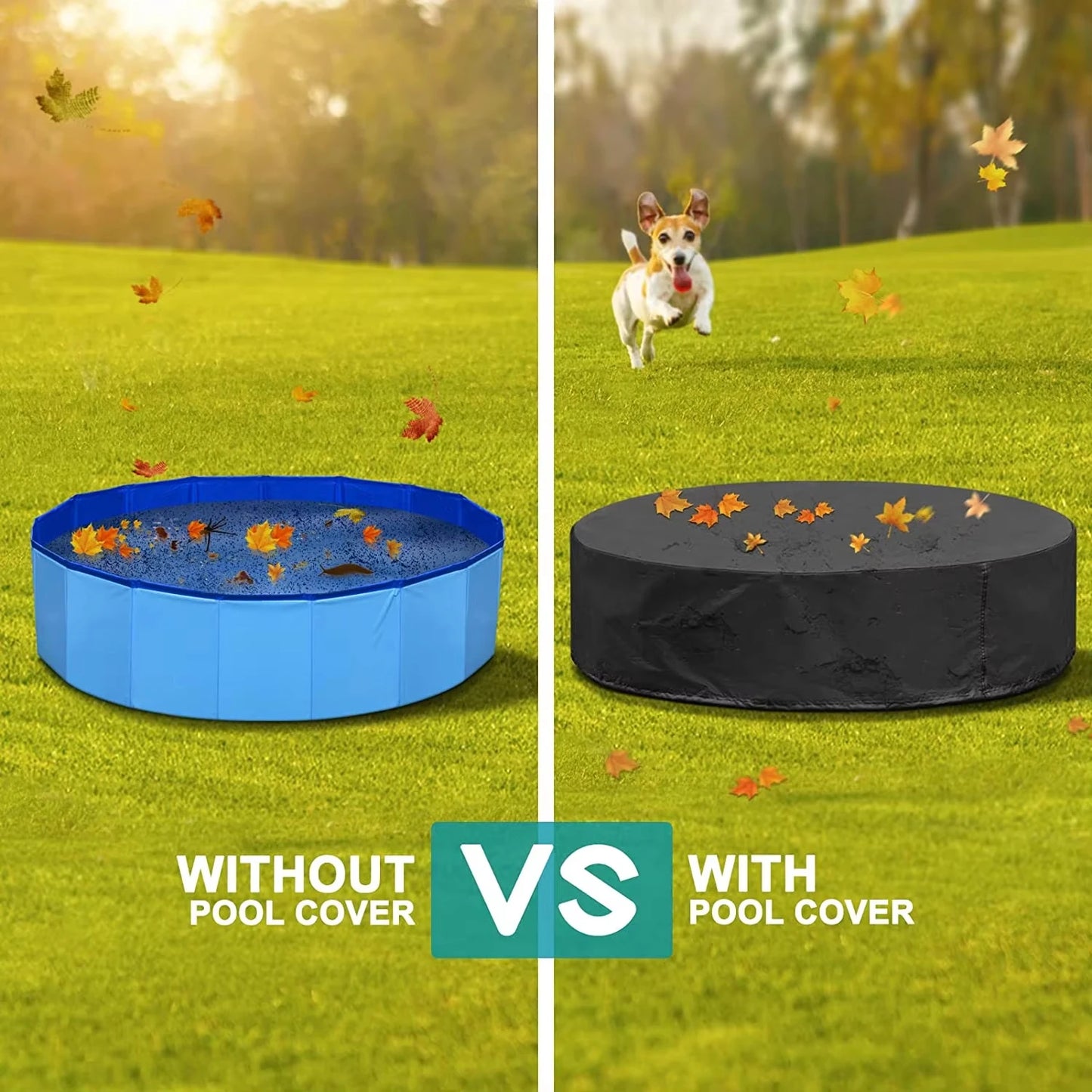 Dog Swimming Pool.