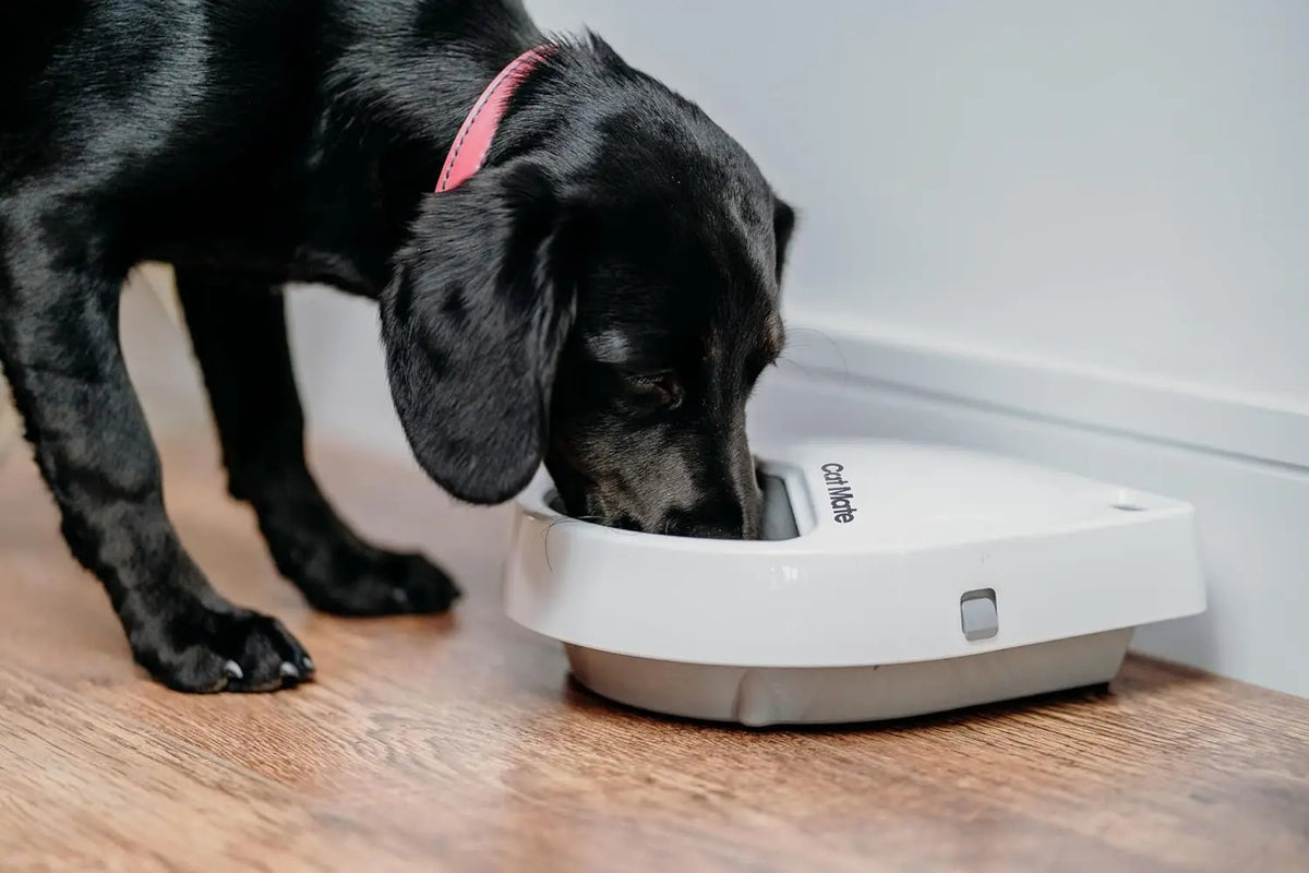 Automatic Digital Pet Feeder.