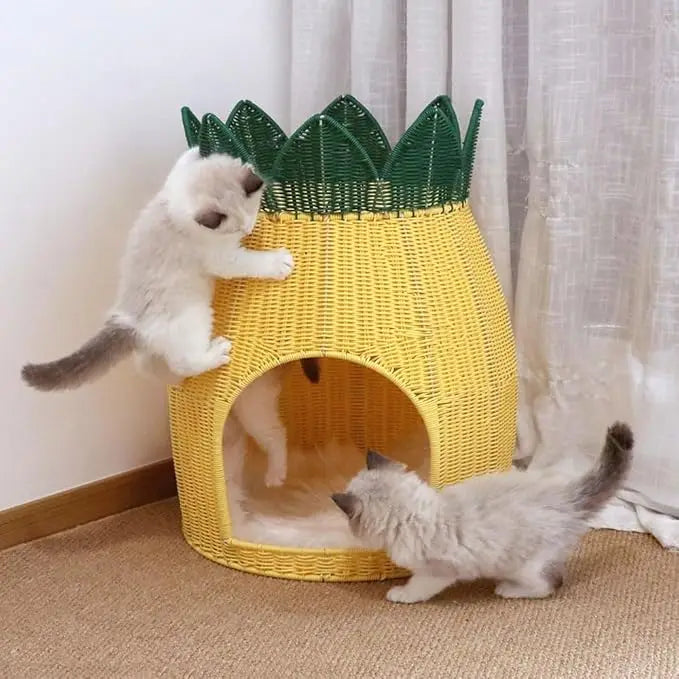 Cats Hammock.