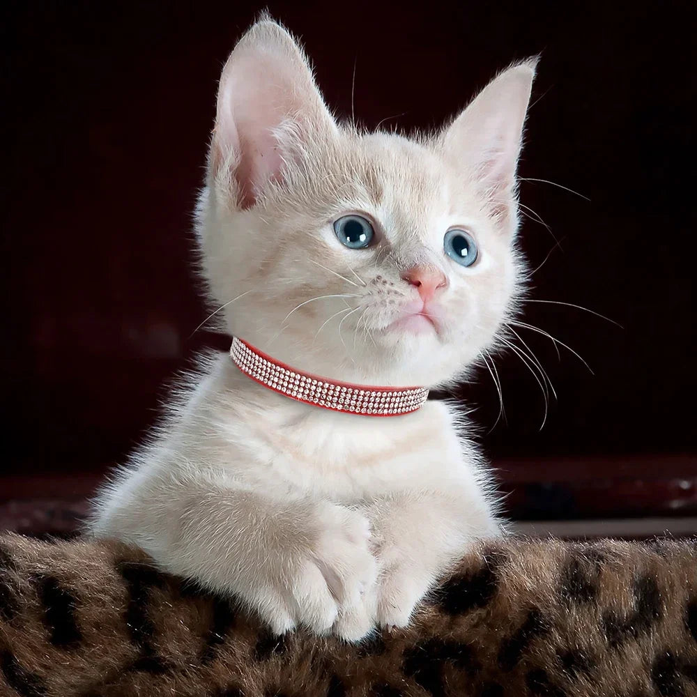 Soft Suede Leather Cat Collar.