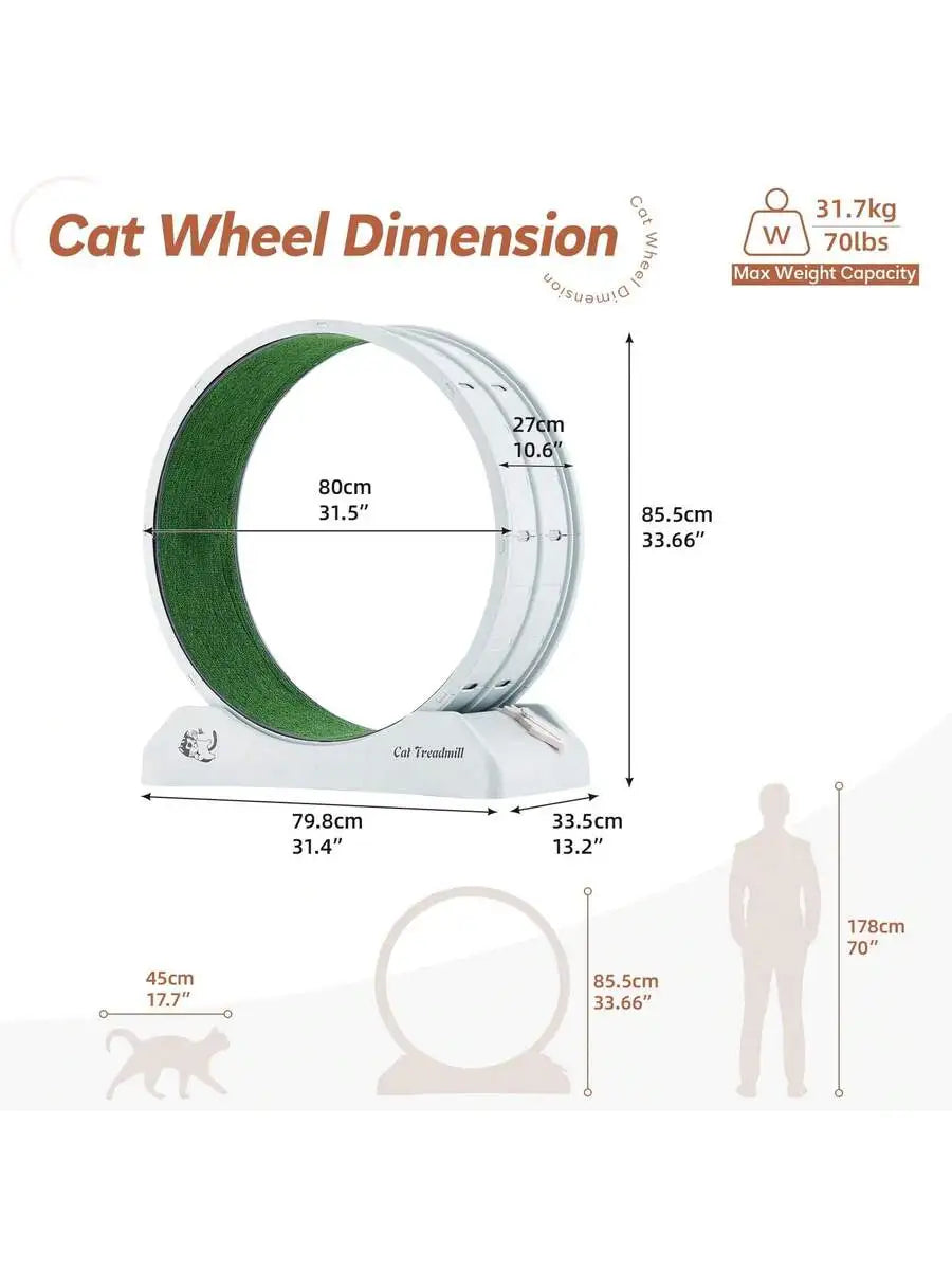 Cat Treadmill.